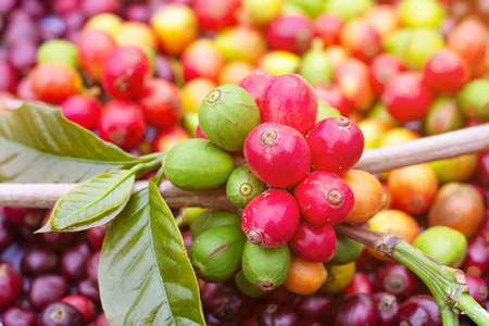 Laos coffee, pakxong coffee fruits farming in Asiaの写真素材