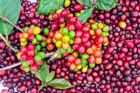 Laos coffee, pakxong coffee fruits farming in Asiaの写真素材