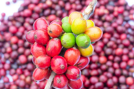 laos coffee,pakxong coffee fruits farming in asia, coffee laos on white backgroundの写真素材