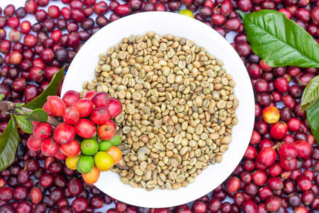 Laos coffee, pakxong coffee fruits farming in Asiaの写真素材