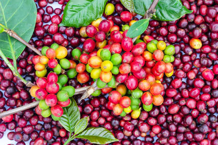 Laos coffee, pakxong coffee fruits farming in Asiaの写真素材
