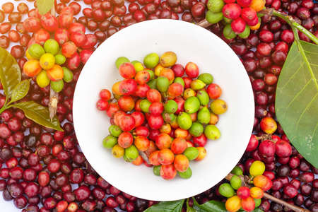 Laos coffee, pakxong coffee fruits farming in Asiaの写真素材