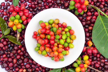 laos coffee,pakxong coffee fruits farming in asia, coffee laosの写真素材