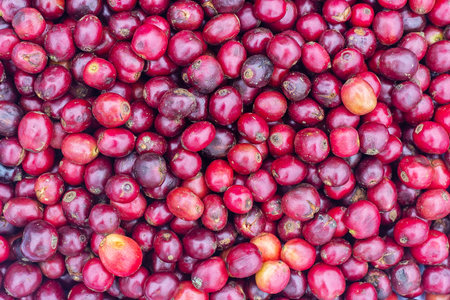 Laos coffee, pakxong coffee fruits farming in Asiaの写真素材