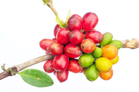 laos coffee,pakxong coffee fruits farming in asia, coffee laos on white backgroundの写真素材