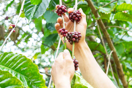 laos coffee,pakxong coffee fruits farming in asia, big coffeeの写真素材