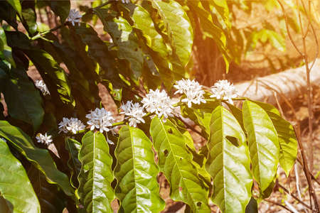 coffee flower,coffee tree in asia, laos coffee treeの写真素材