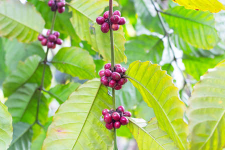 laos coffee,pakxong coffee fruits farming in asia, big coffeeの写真素材