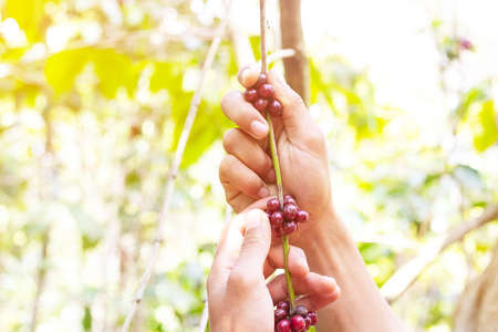 laos coffee,pakxong coffee fruits farming in asia, big coffeeの写真素材