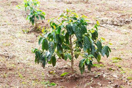coffee flower,coffee tree in asia, laos coffee treeの写真素材