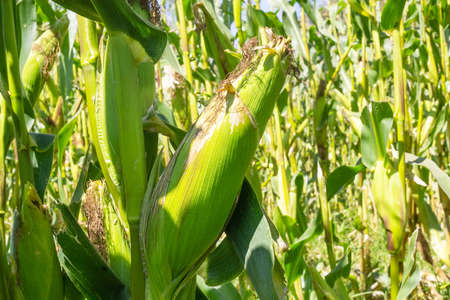 Beauty corn flower green corn fieldの写真素材