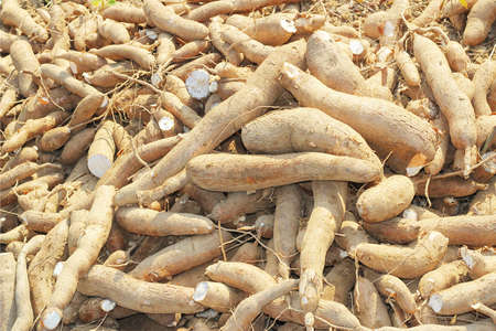 Big manioc or tapioca plant, genus Manihot,Cassava in gardenの写真素材