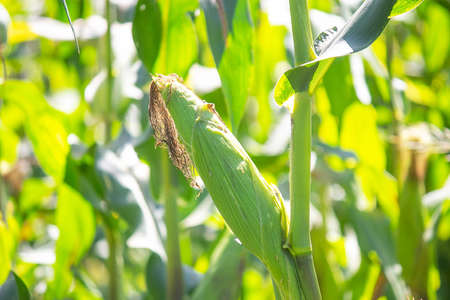 Corn in garden, beauty corn flower green corn field