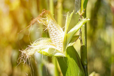 corn in garden,beauty corn flower green corn field in asiaの写真素材