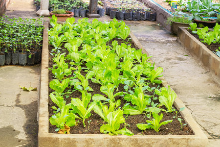 Vegetable plots Home garden Allotment,Community vegetable gardenの写真素材
