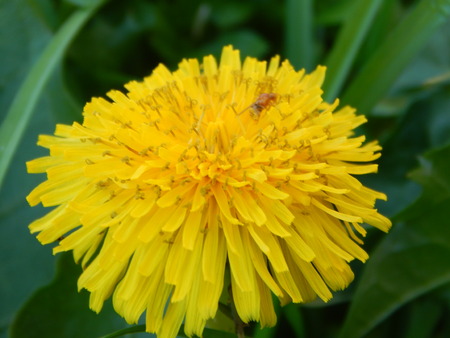 beautiful yellow wildflowerの写真素材