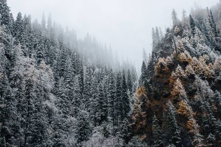 Foggy snow forest in winter seasonの写真素材