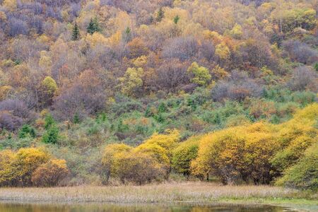 colorful forest in Jiuzhaigou Chinaの写真素材