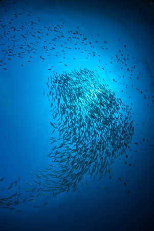 Fish herd Under the blue sea.の写真素材
