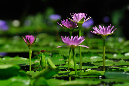 Purple lotus has beautiful visual elements, Beautiful backdrop.の写真素材