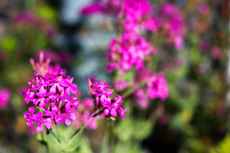 Beautiful flower backgroundの写真素材