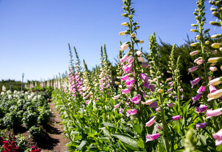 flowersの写真素材