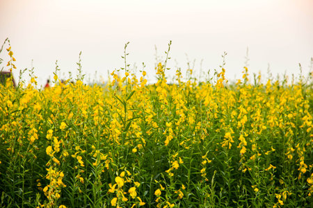 Beautiful flowers, Crotalaria juncea L., Mahasarakham, Thailandの写真素材