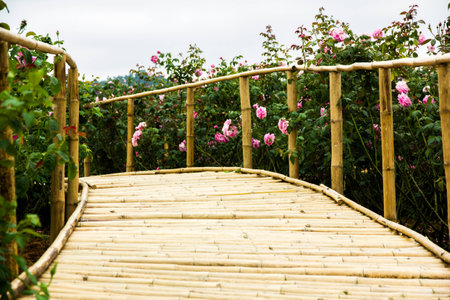 passage among beautiful flowers. pink rose in morning time.の写真素材