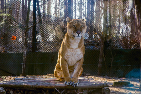 Lion sitting on the litter with sunrise in winterの写真素材