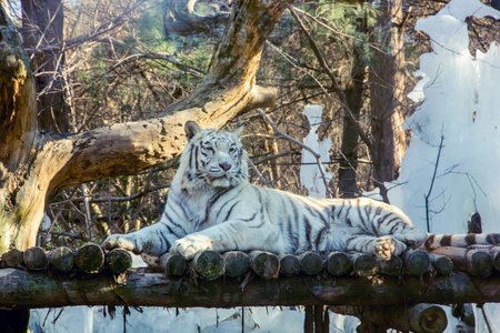 Tiger relaxing on the litter with sunrise in winterの写真素材