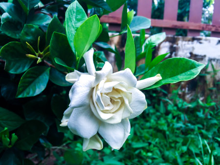 Gardenia jasminoides in garden. beautiful flower backgroundの写真素材