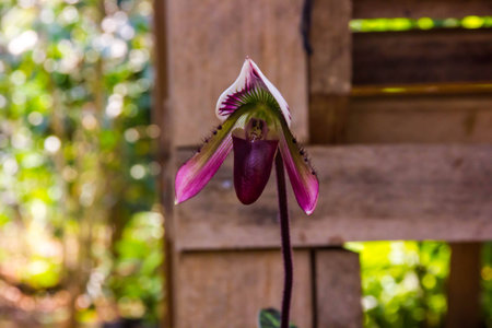 Paphiopedilum orchid flower in garden beautiful backgroundの写真素材