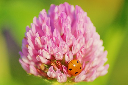 Beetle in a clover in bloom.の写真素材