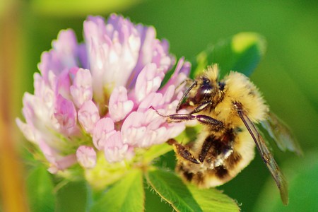 Bee gathering pollen in a clover in bloom.の写真素材
