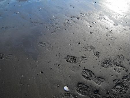 Footprints on the wet beahc with intense blue water.