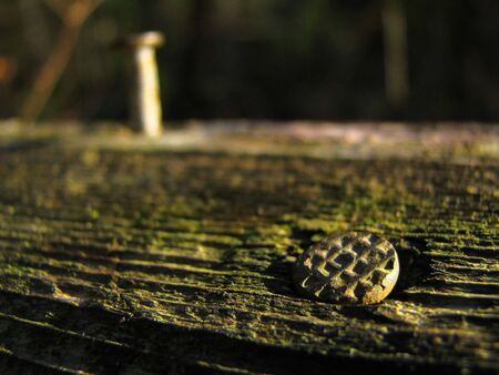 Nails on a rustic wood plank.の写真素材