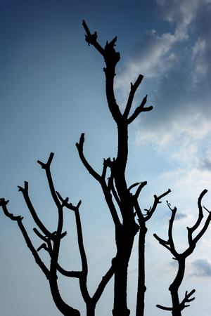 A three Silhouetteの写真素材