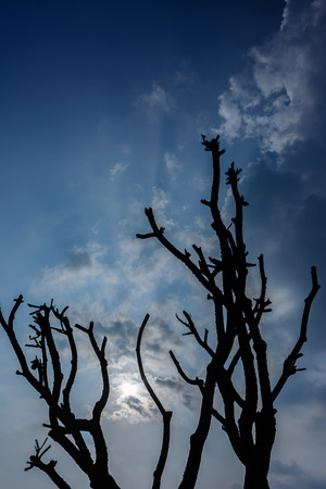 Silhouette Treeの写真素材