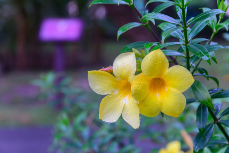 Yellow Allamanda Flowersの写真素材