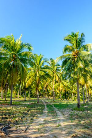 Coconut farm in Thailandの写真素材