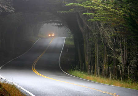 Foggy day on tree shrouded road