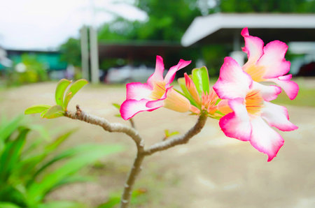 Pink flowersの写真素材