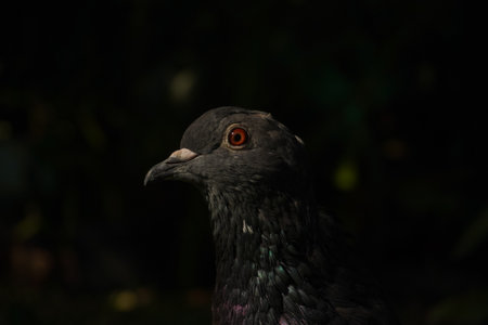 Pigeon in a park. close-up profile of a pigeon.の写真素材