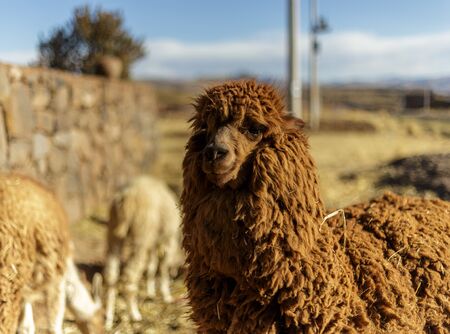 Alpaca animal, Peruvian Wool, Peruの写真素材