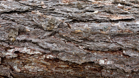 Texture of pine bark. Tree or pine in the forest. Background of tree bark.