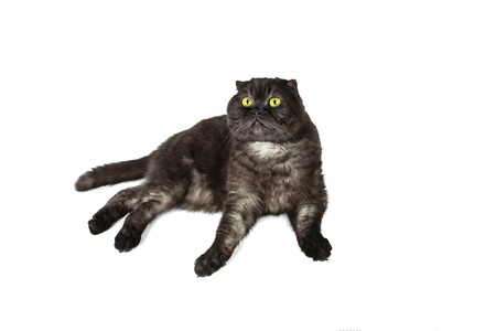 Scottish Fold cat, with yellow eyes, in various poses, isolated on white background..の写真素材