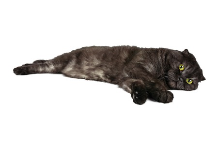 Scottish Fold cat, with yellow eyes, in various poses, isolated on white background..の写真素材