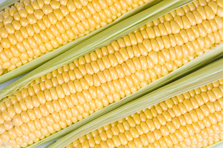Close-up Of Three Raw Corn Ears