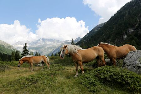 Horses in the valley di Fumo - Italyの写真素材