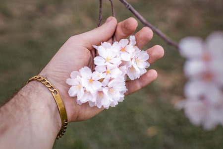 Beautiful spring flowering cherry tree (sakura). Shallow depth of field with a blurry background for a screen saver or website embedの写真素材